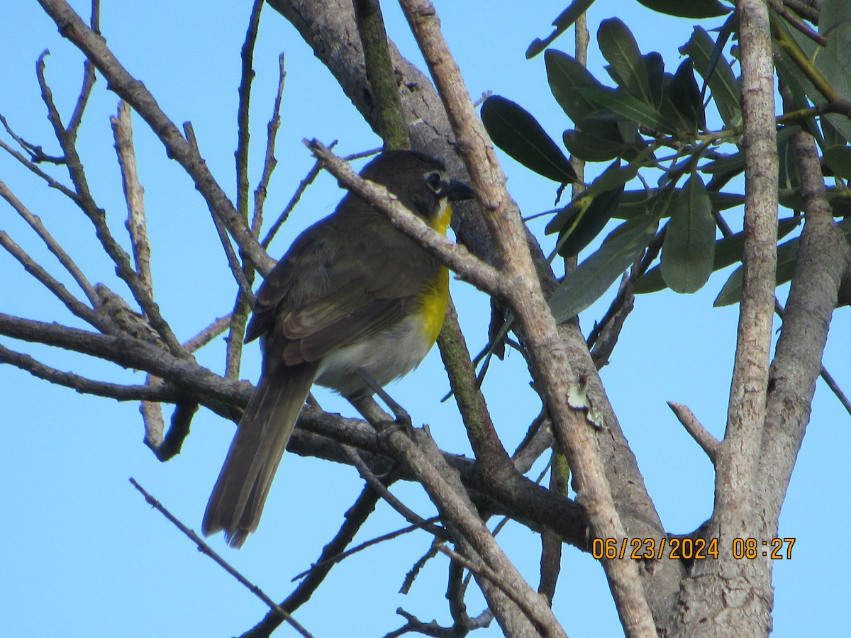 Yellow-breasted Chat - ML620759240