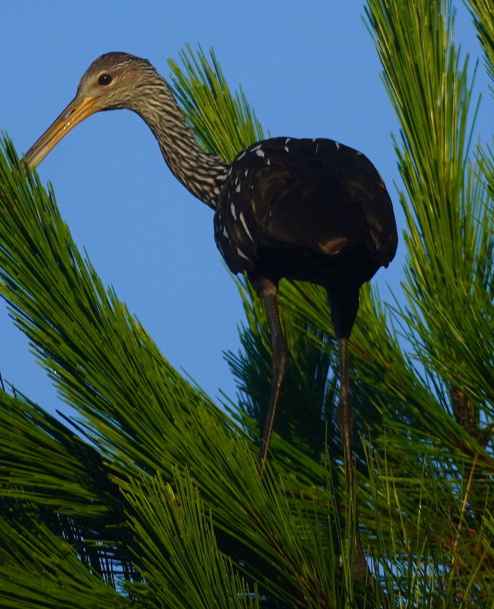 Limpkin - ML620759246