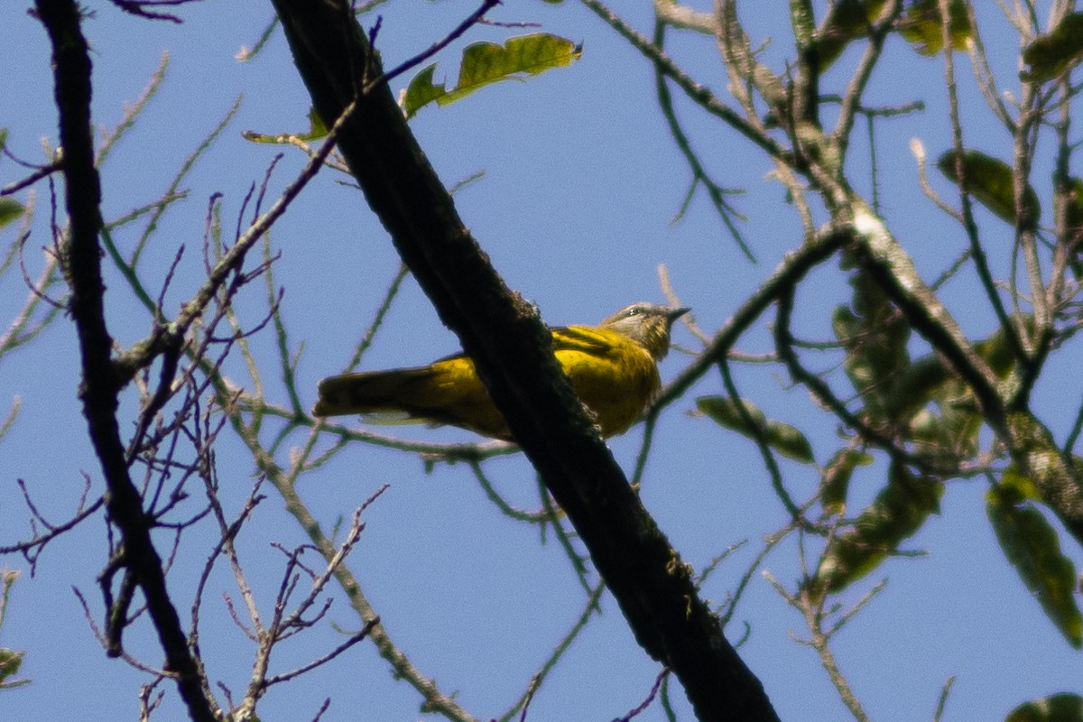 Petit's Cuckooshrike - ML620759247