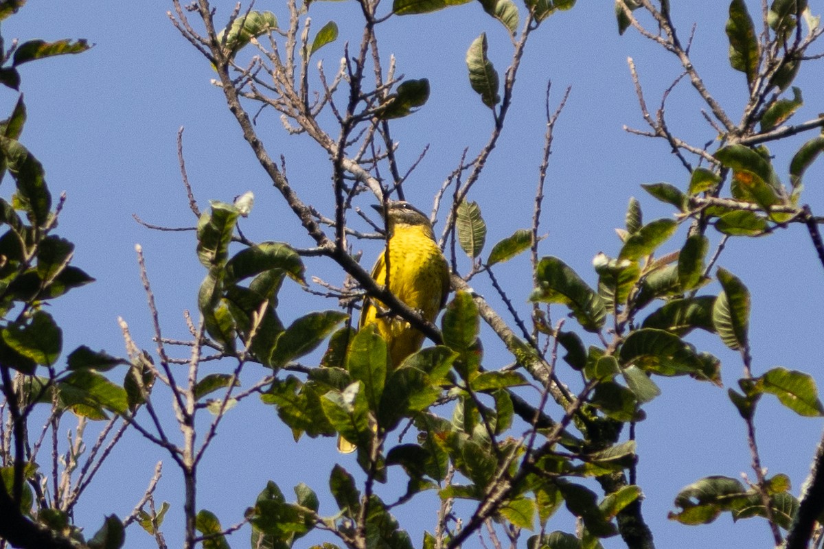 Petit's Cuckooshrike - ML620759248