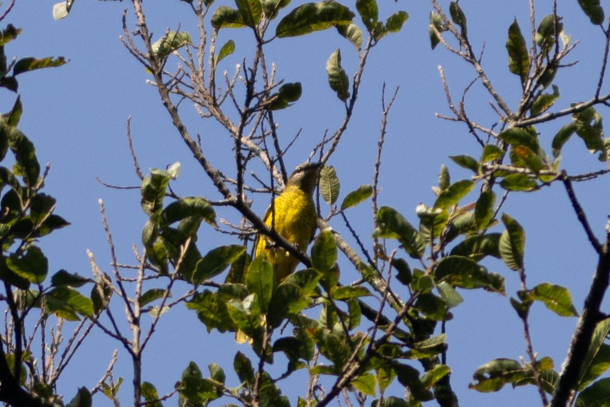 コンゴクロサンショウクイ - ML620759249