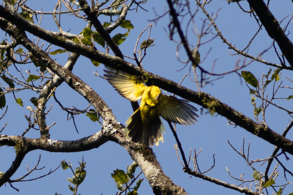 コンゴクロサンショウクイ - ML620759250