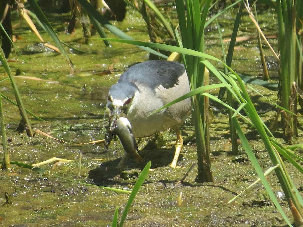 Black-crowned Night Heron - ML620759251