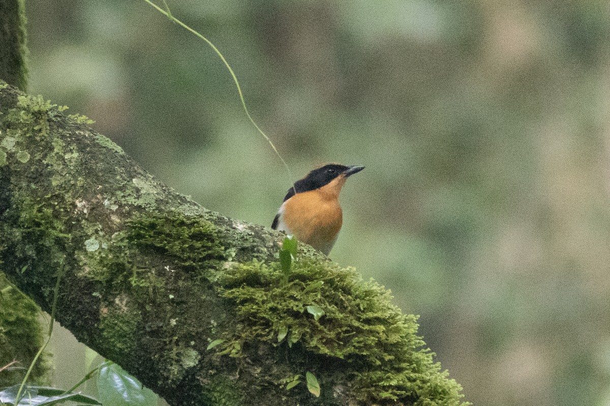 Lühder's Bushshrike - ML620759255