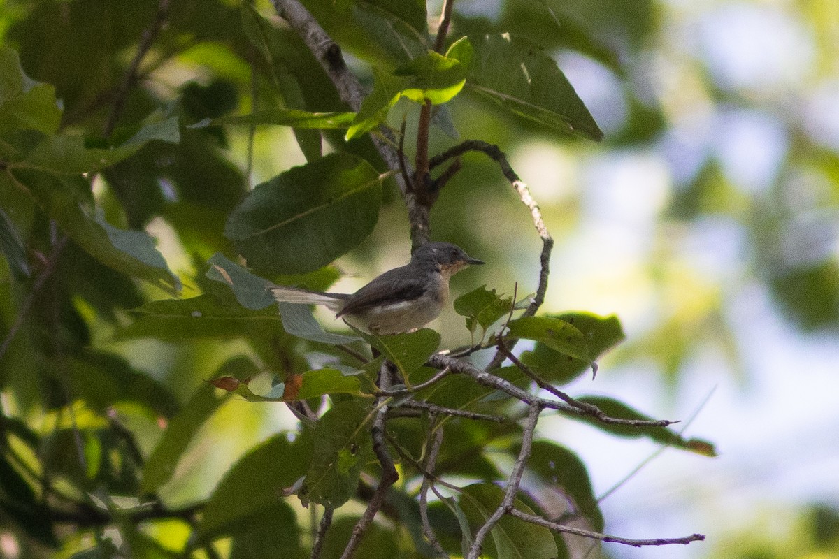 Buff-throated Apalis - Edward Jenkins