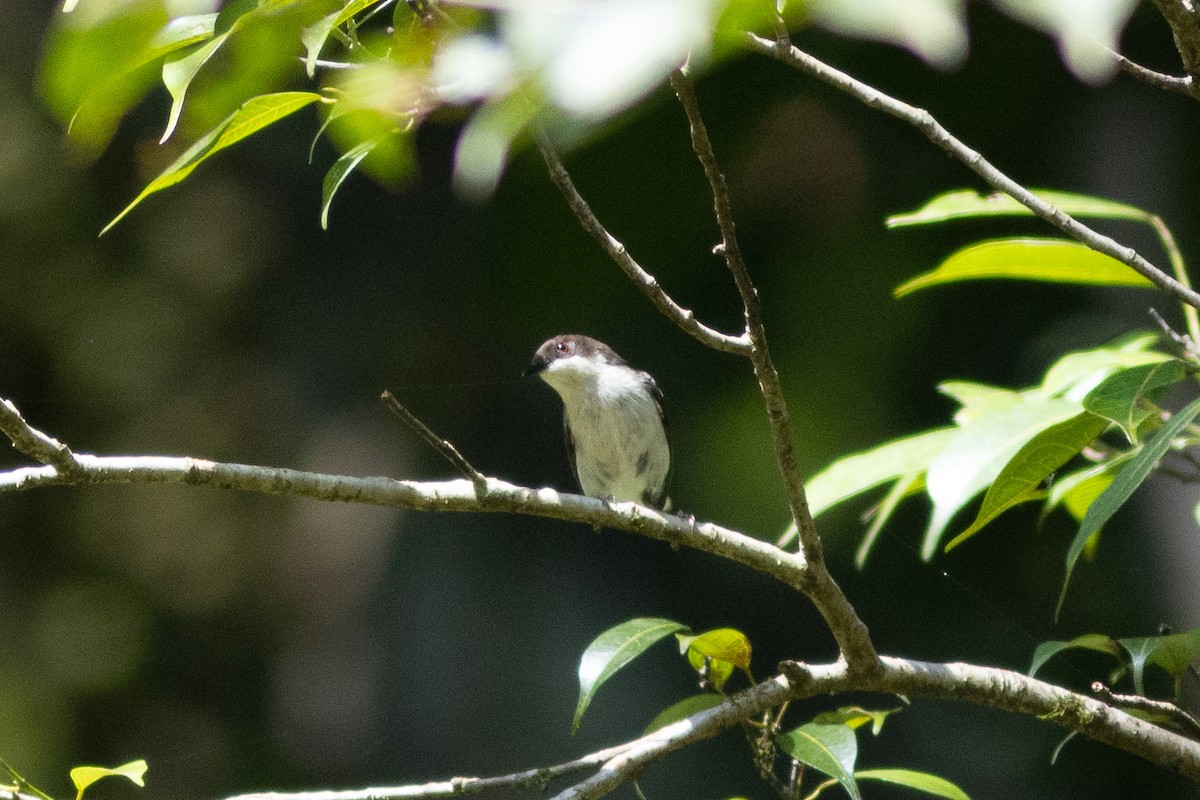 Apalis à gorge rousse - ML620759262