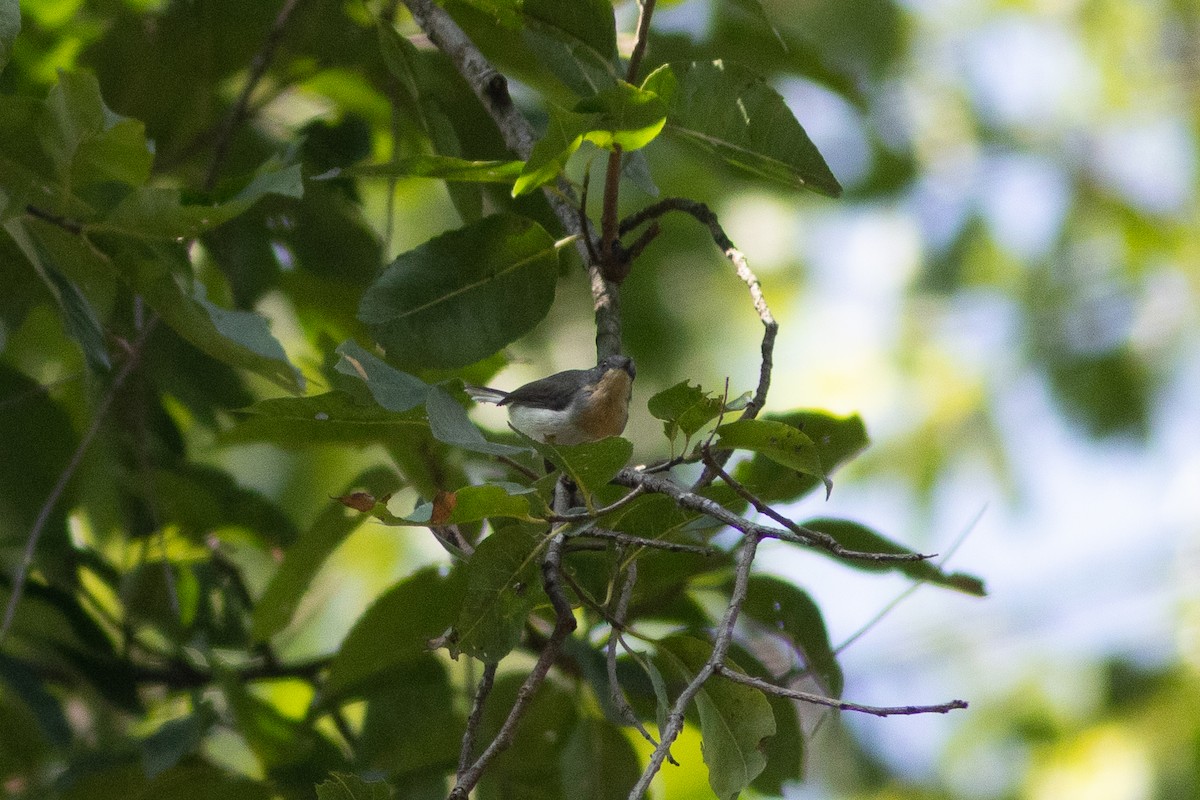 Buff-throated Apalis - Edward Jenkins