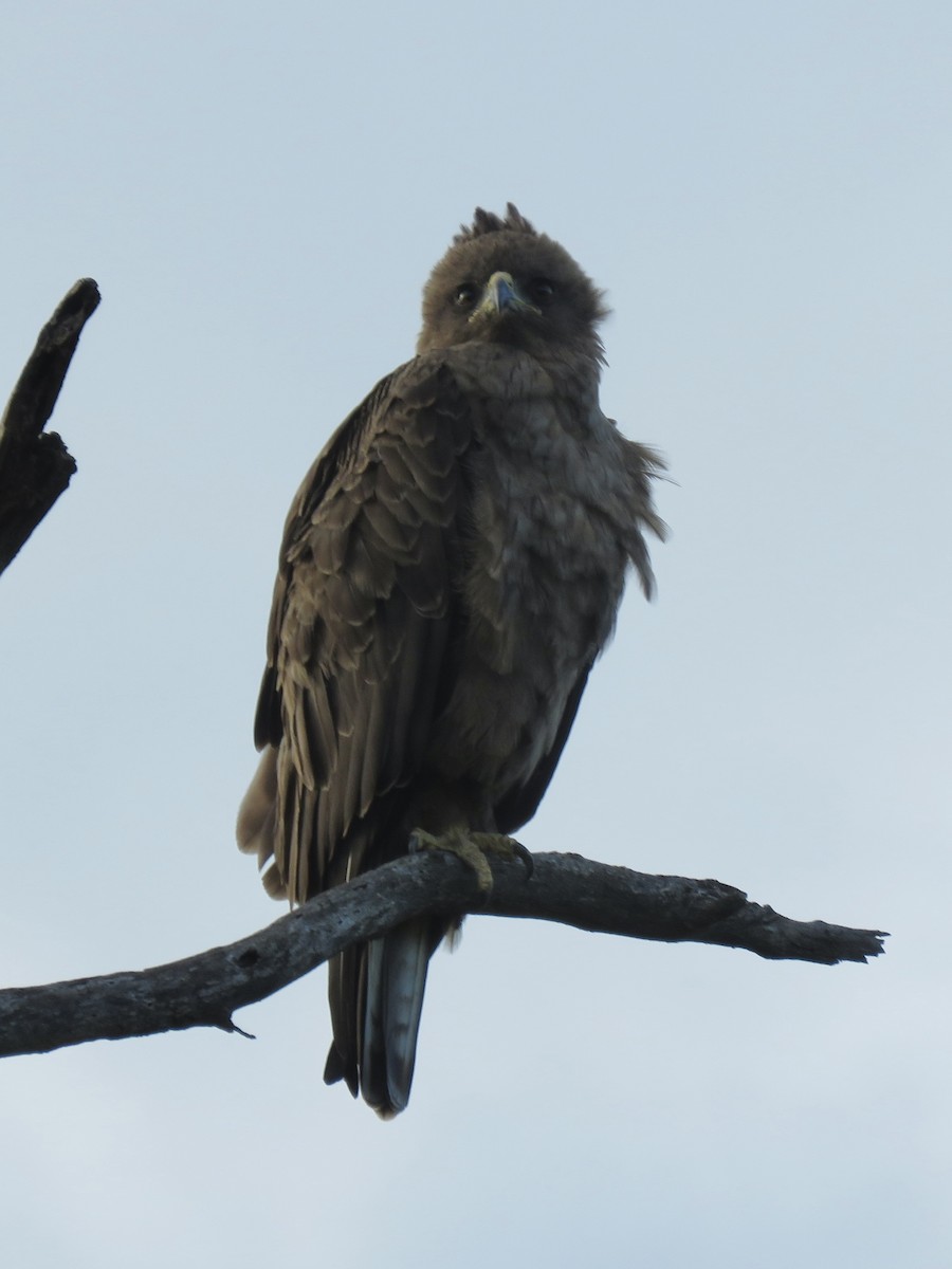 Wahlberg's Eagle - ML620759264