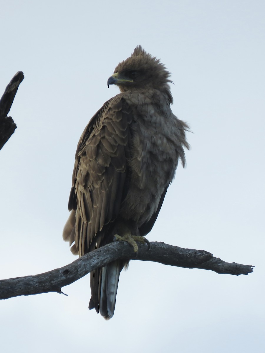 Wahlberg's Eagle - ML620759265