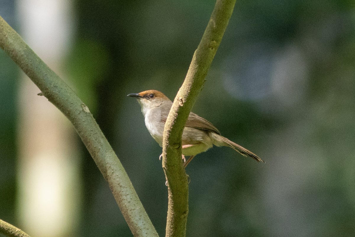 Chubb's Cisticola - ML620759268