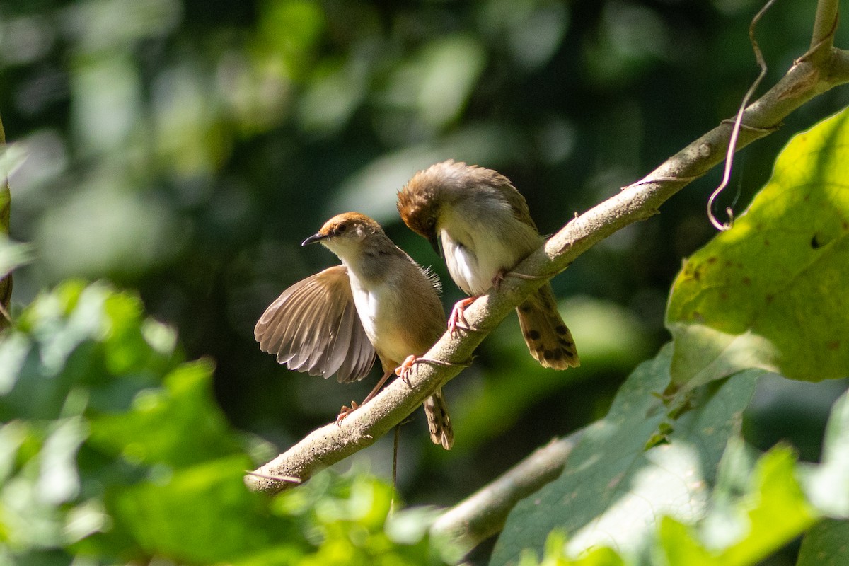 Chubb's Cisticola - ML620759269