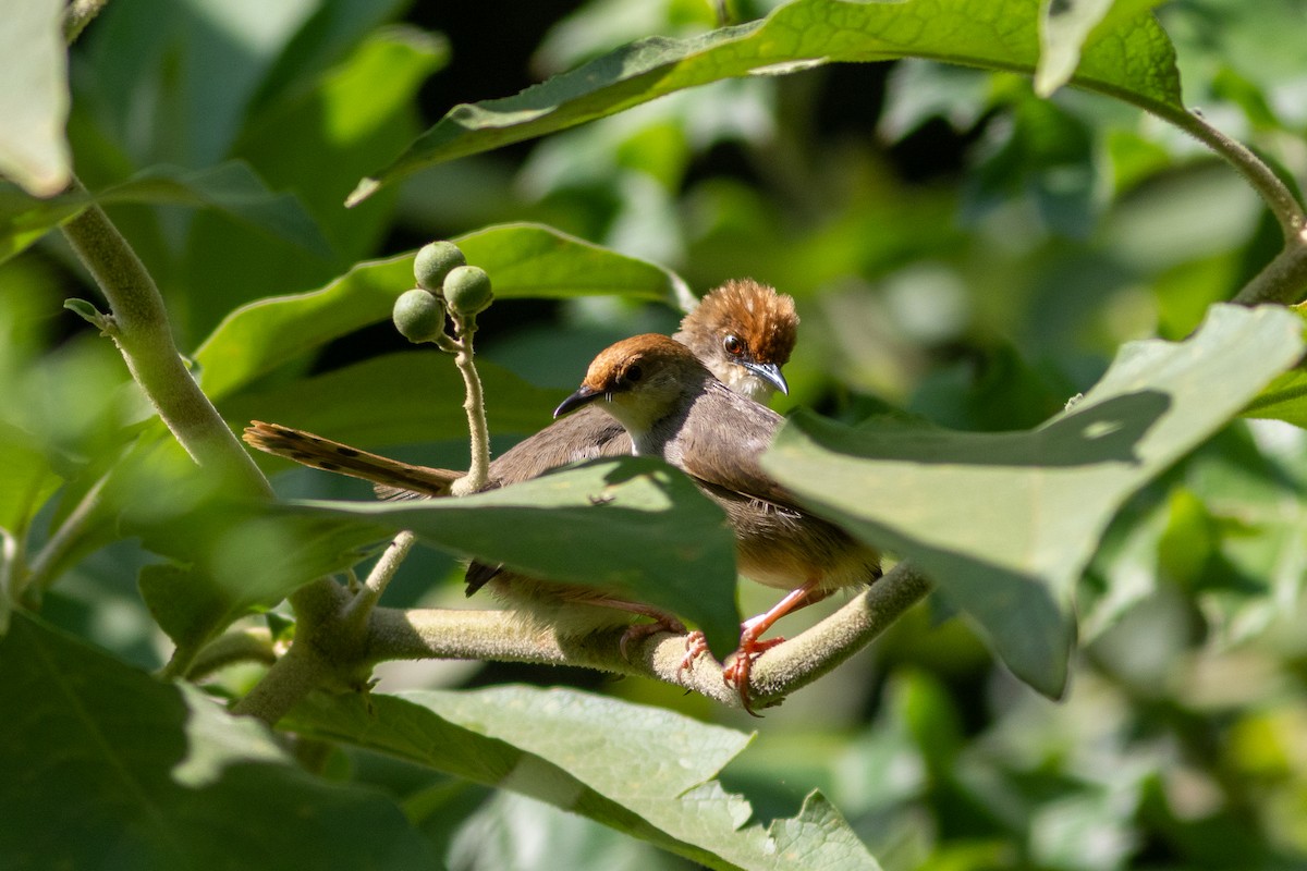 Chubb's Cisticola - ML620759270