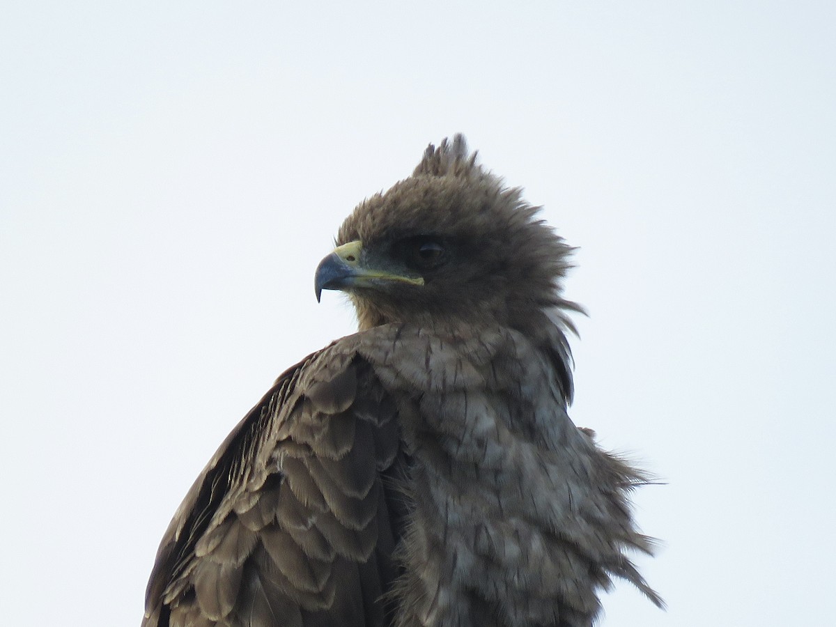 Wahlberg's Eagle - ML620759272