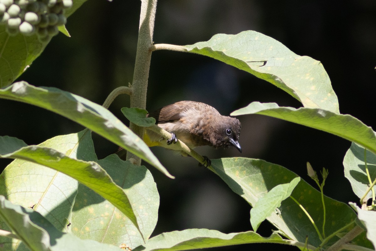 Common Bulbul - Edward Jenkins