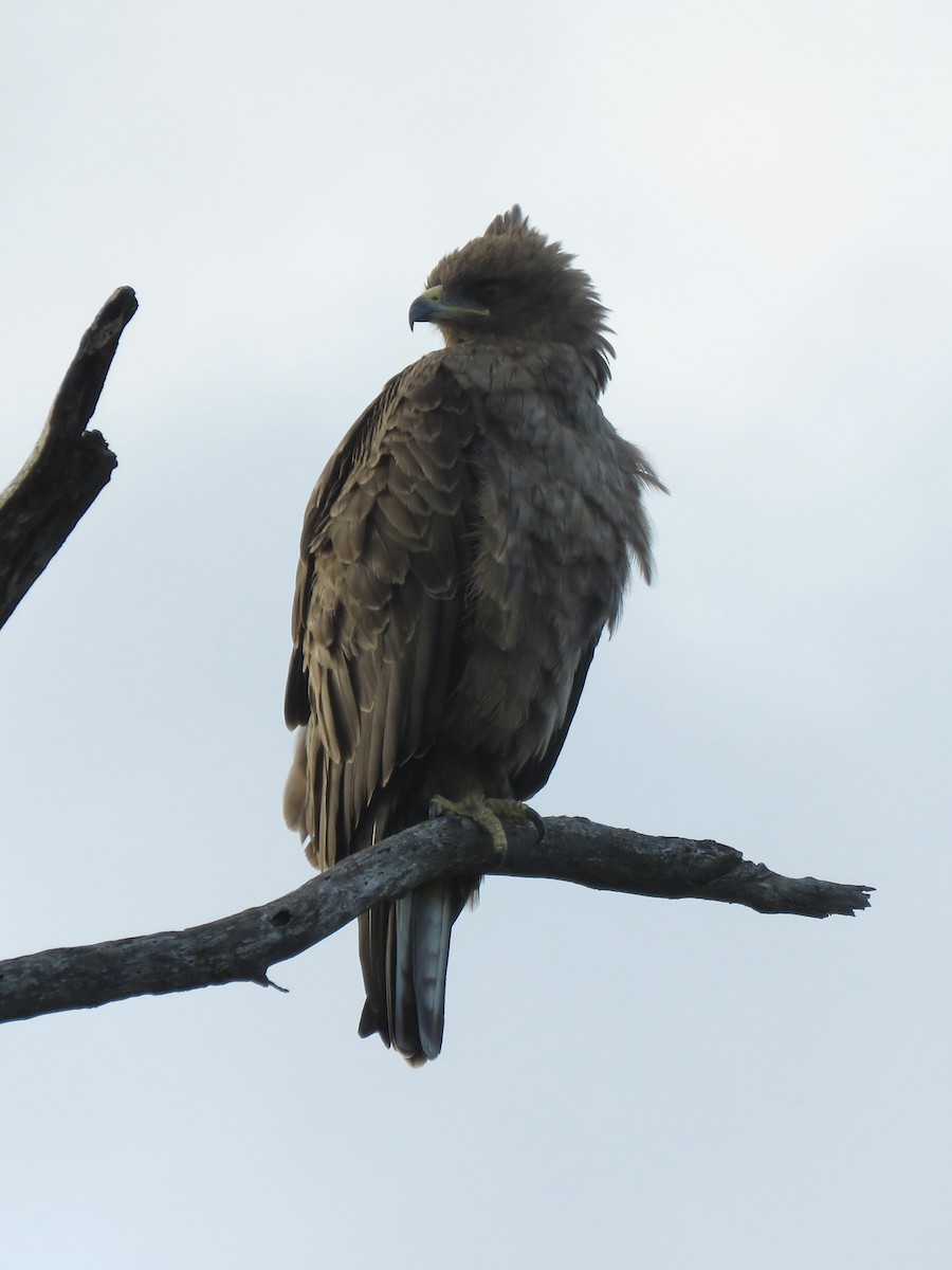 Wahlberg's Eagle - ML620759276