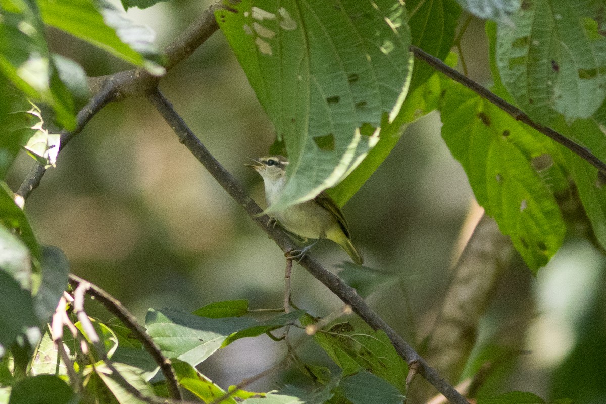 Uganda Woodland-Warbler - ML620759286