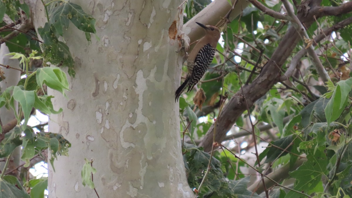 Gila Woodpecker - ML620759287