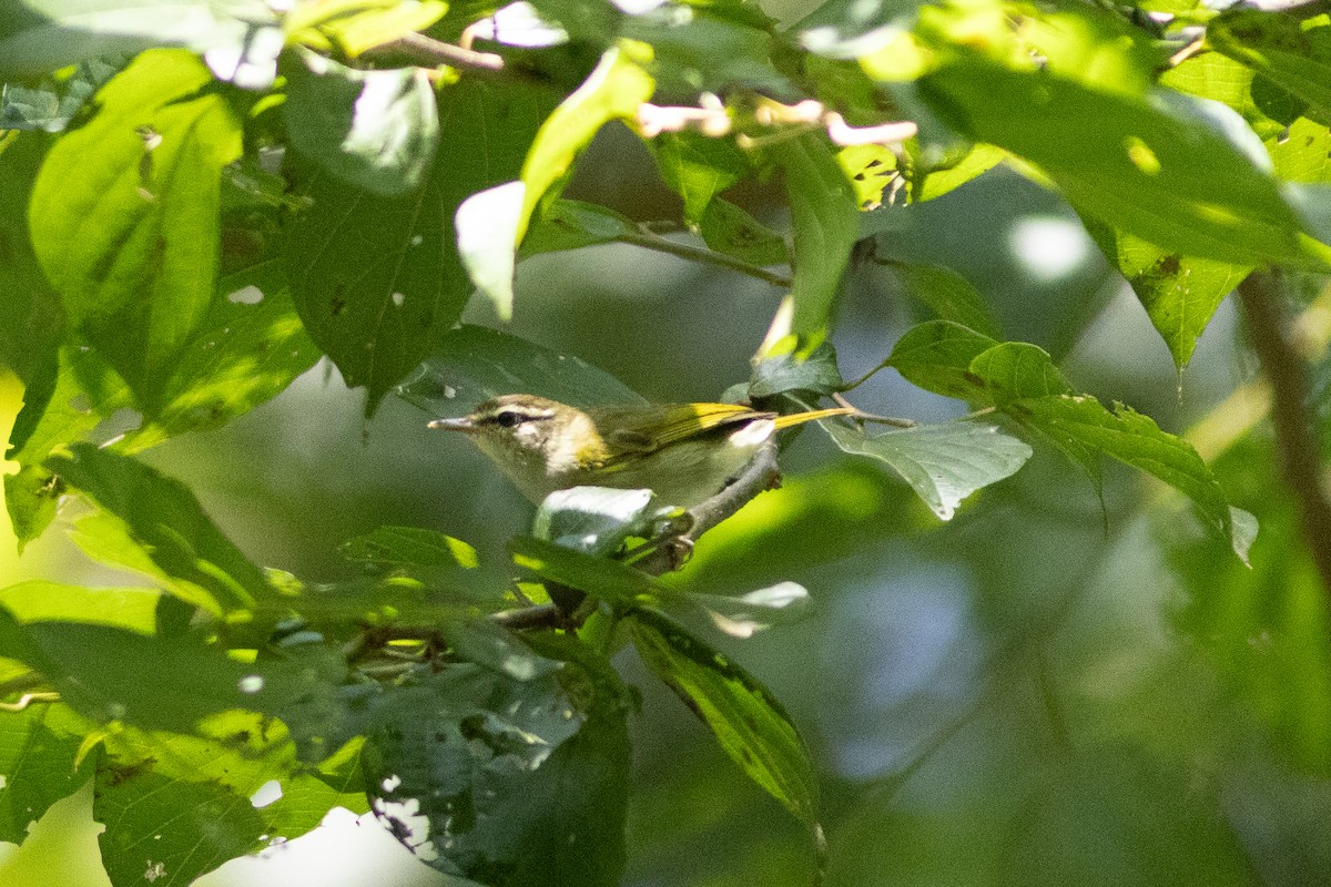 Uganda Woodland-Warbler - ML620759288