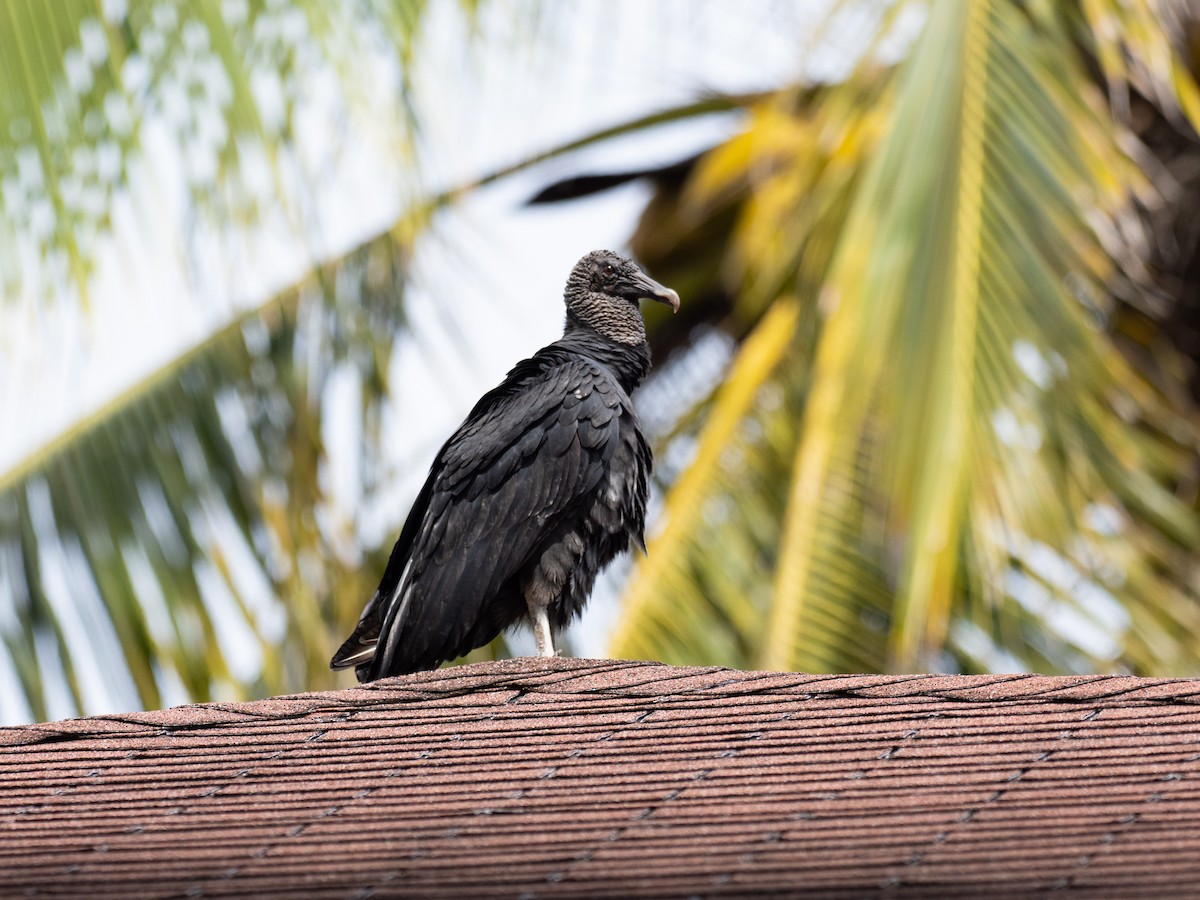 Black Vulture - ML620759291