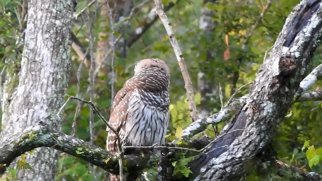 Barred Owl - ML620759299