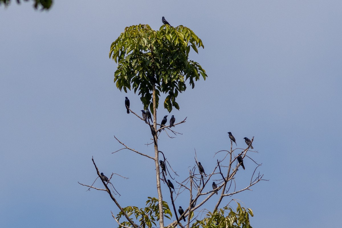 Stuhlmann's Starling - ML620759300