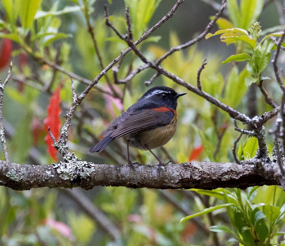 Collared Bush-Robin - ML620759301