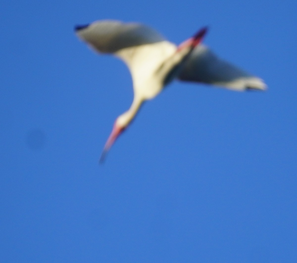 White Ibis - ML620759313