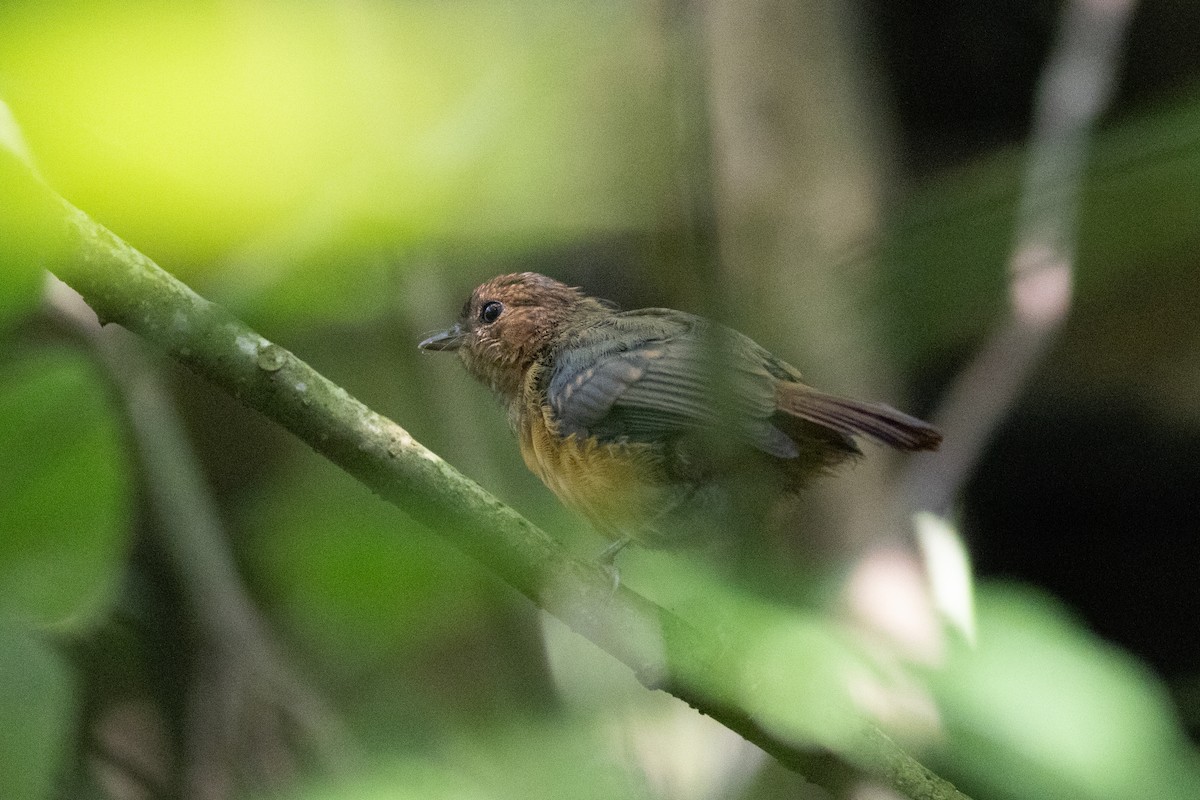 Gray-winged Robin-Chat - ML620759325