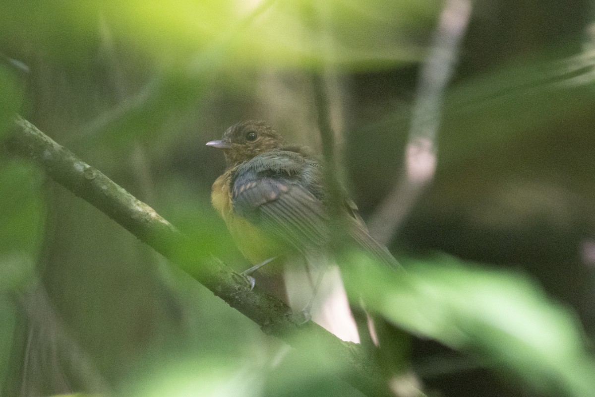 Gray-winged Robin-Chat - Edward Jenkins