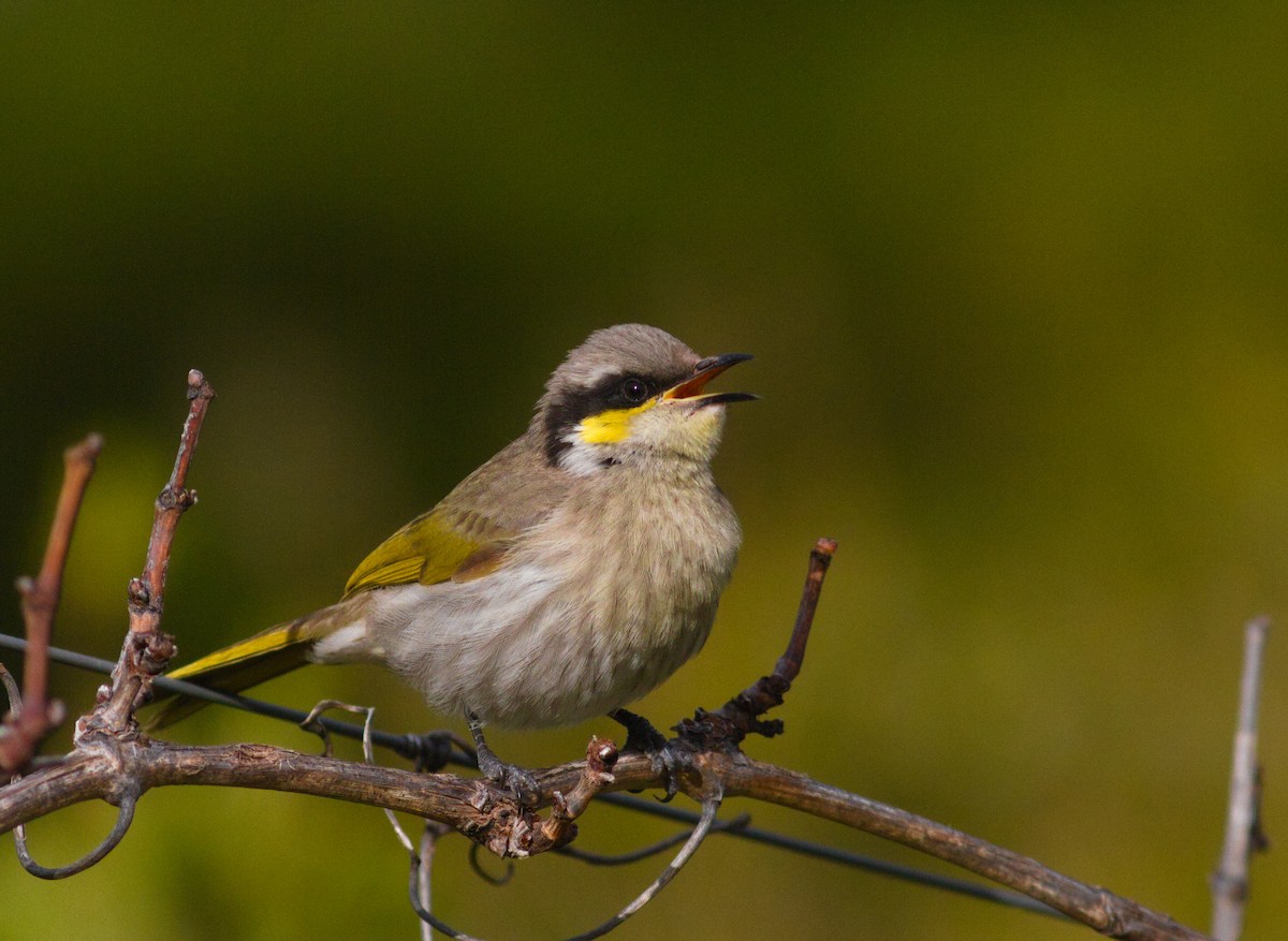 Singing Honeyeater - ML620759328