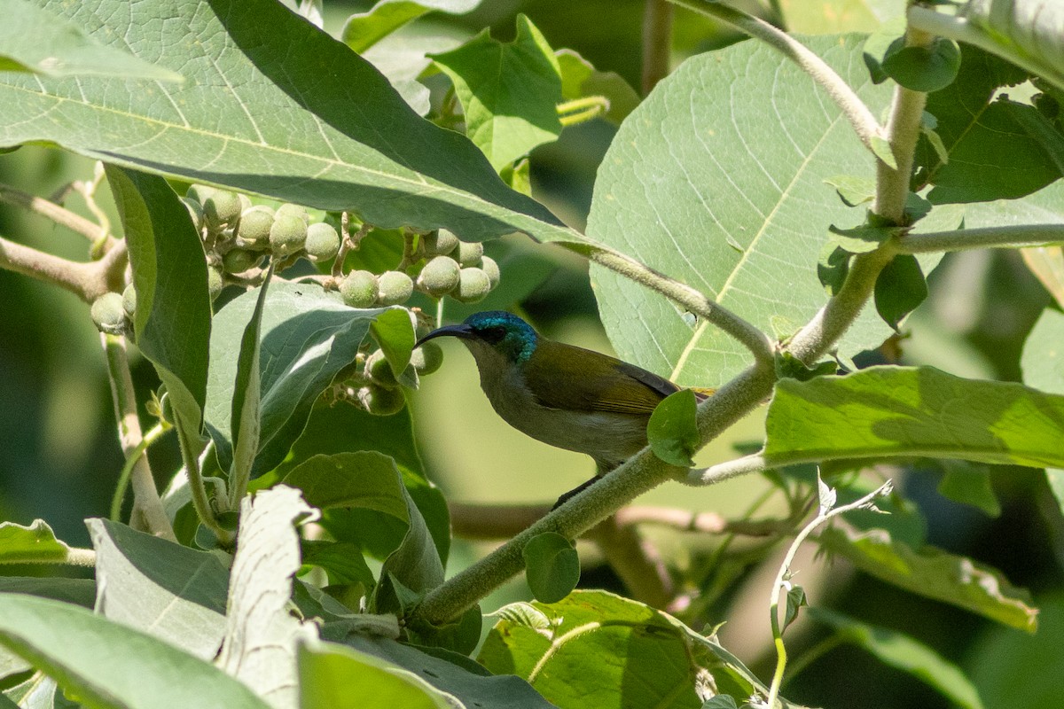 Green-headed Sunbird - Edward Jenkins