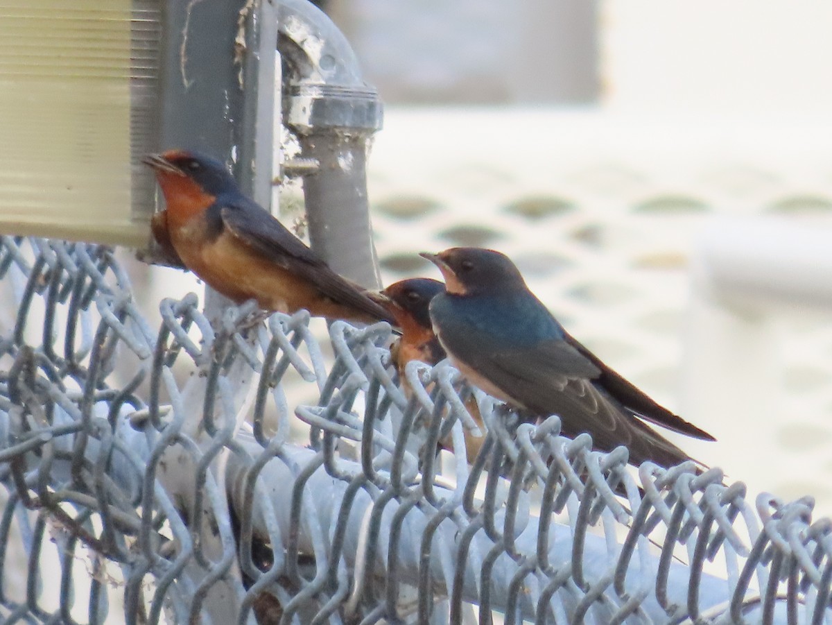 Barn Swallow - ML620759337