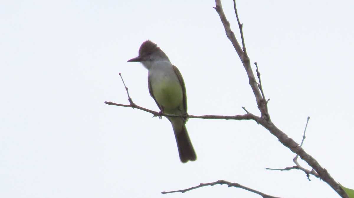 Brown-crested Flycatcher - ML620759338