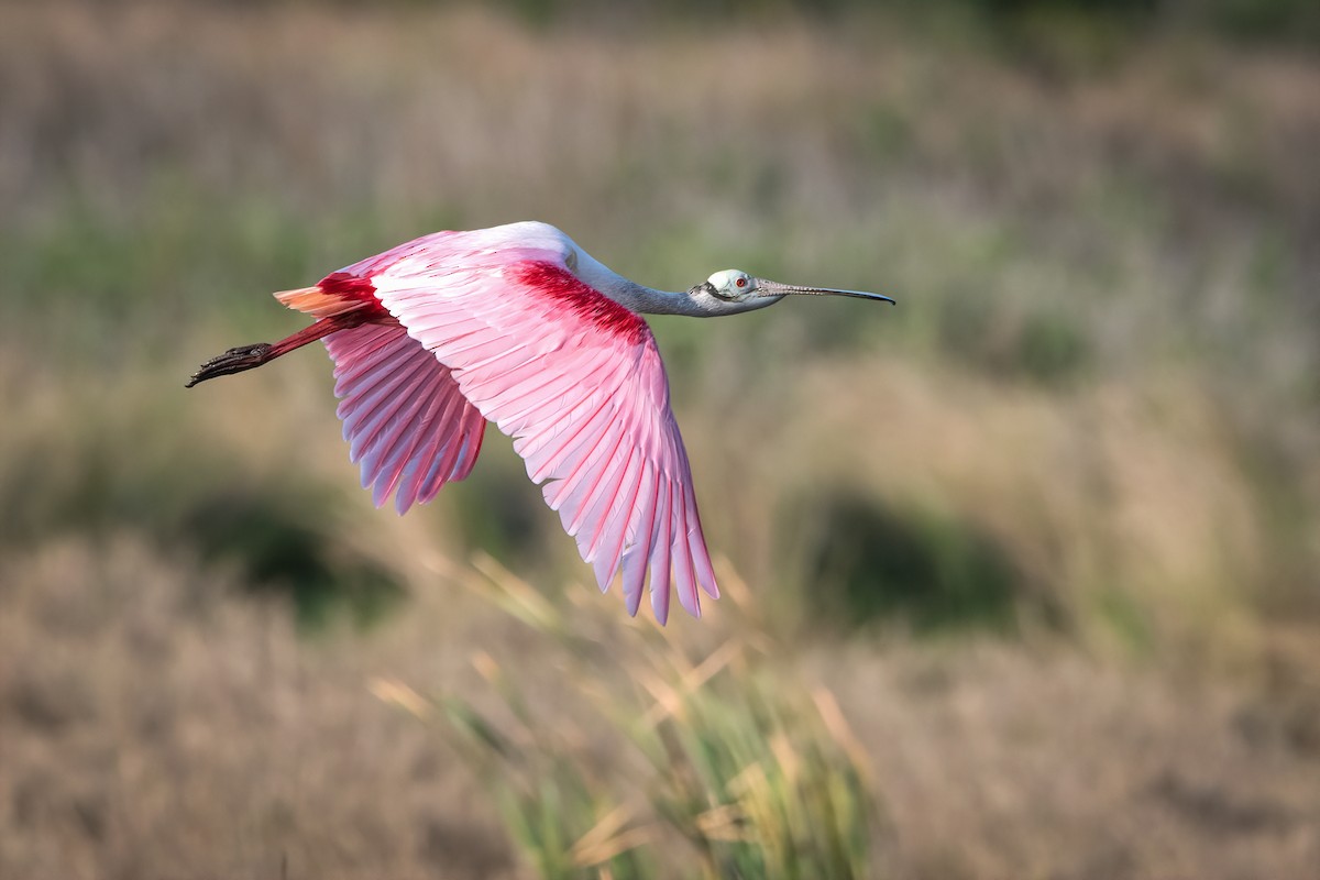 Roseate Spoonbill - ML620759343