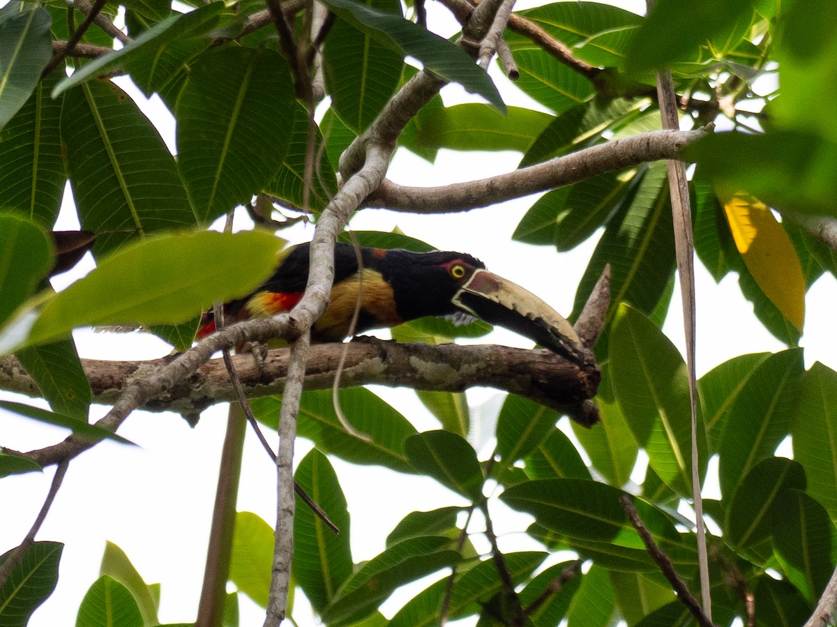 Collared Aracari - ML620759344