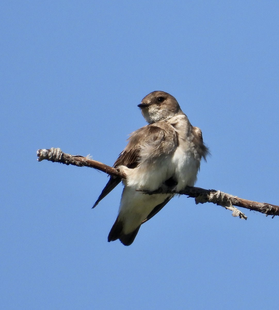 Northern Rough-winged Swallow - Peter Smythe