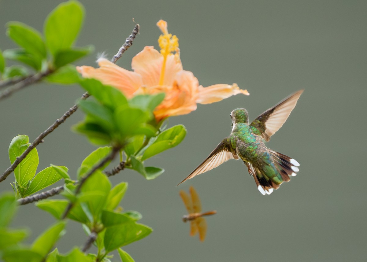 Ruby-throated Hummingbird - ML620759348