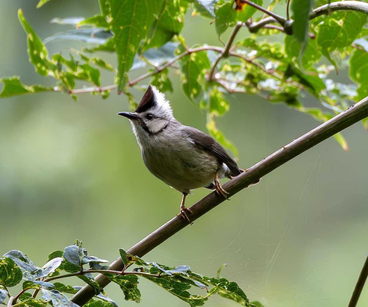 Yuhina de Formosa - ML620759350