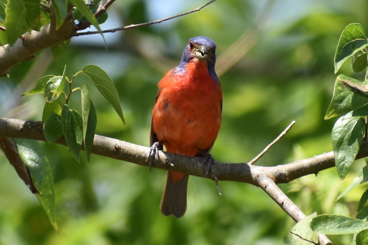 Painted Bunting - ML620759353