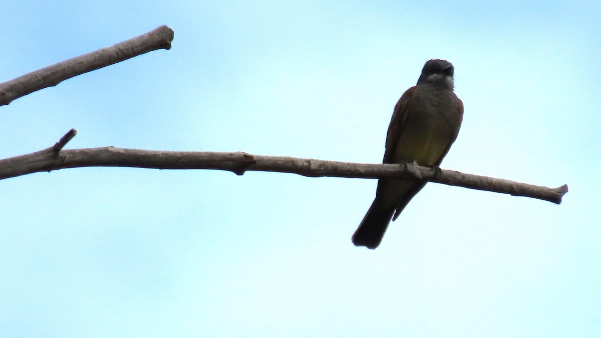 Cassin's Kingbird - ML620759354