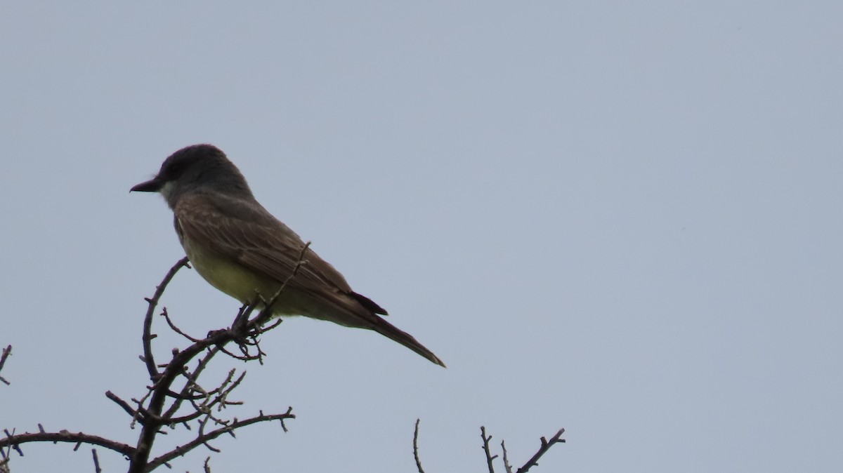 Cassin's Kingbird - ML620759355