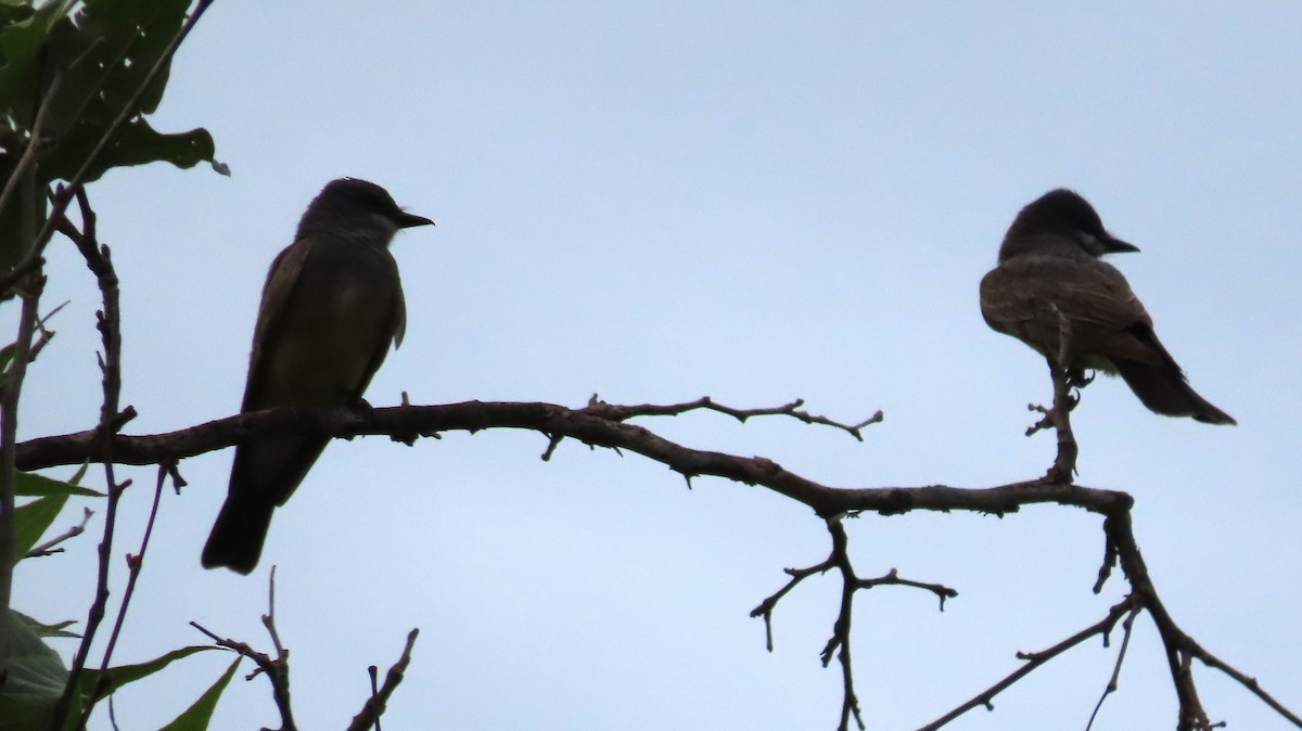 Cassin's Kingbird - ML620759356