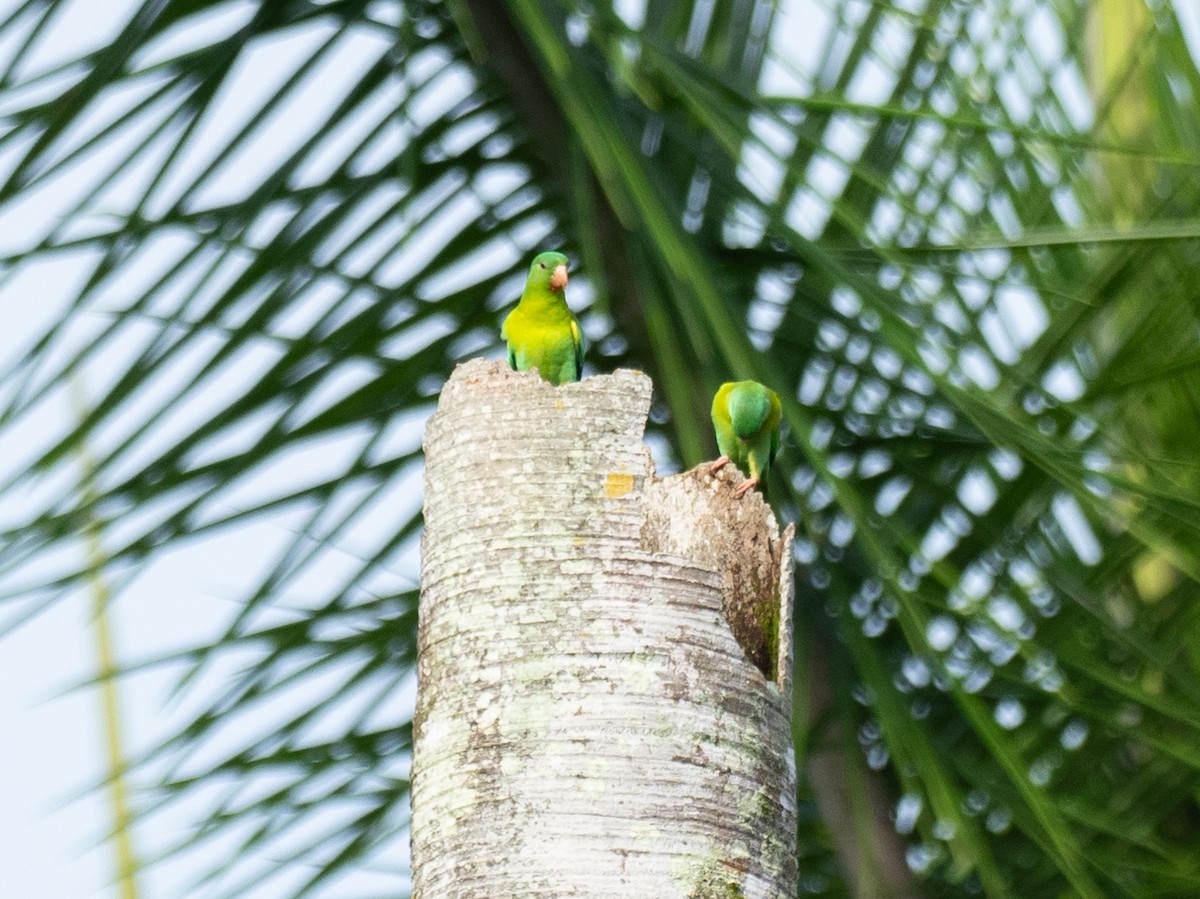 Orange-chinned Parakeet - ML620759357