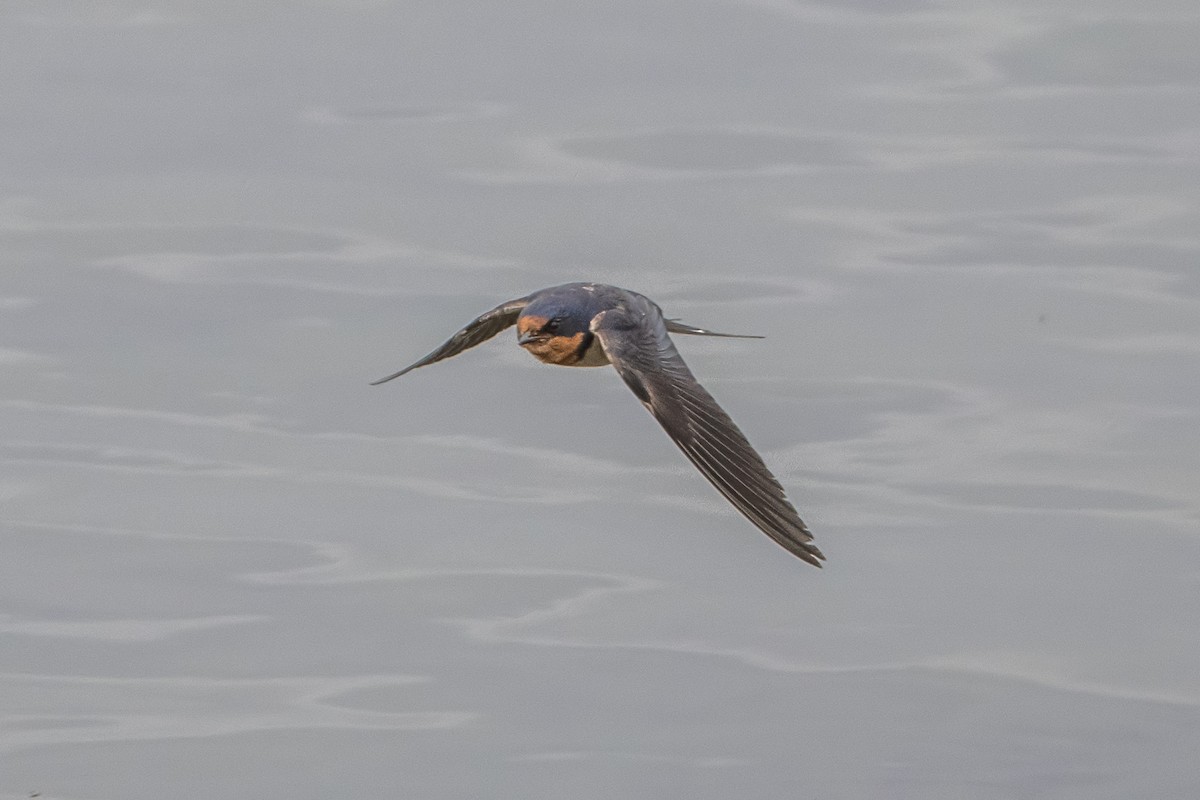 Barn Swallow - ML620759358