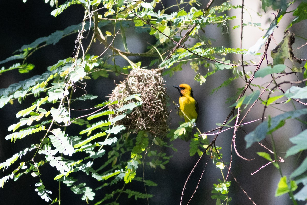 Black-necked Weaver - ML620759360