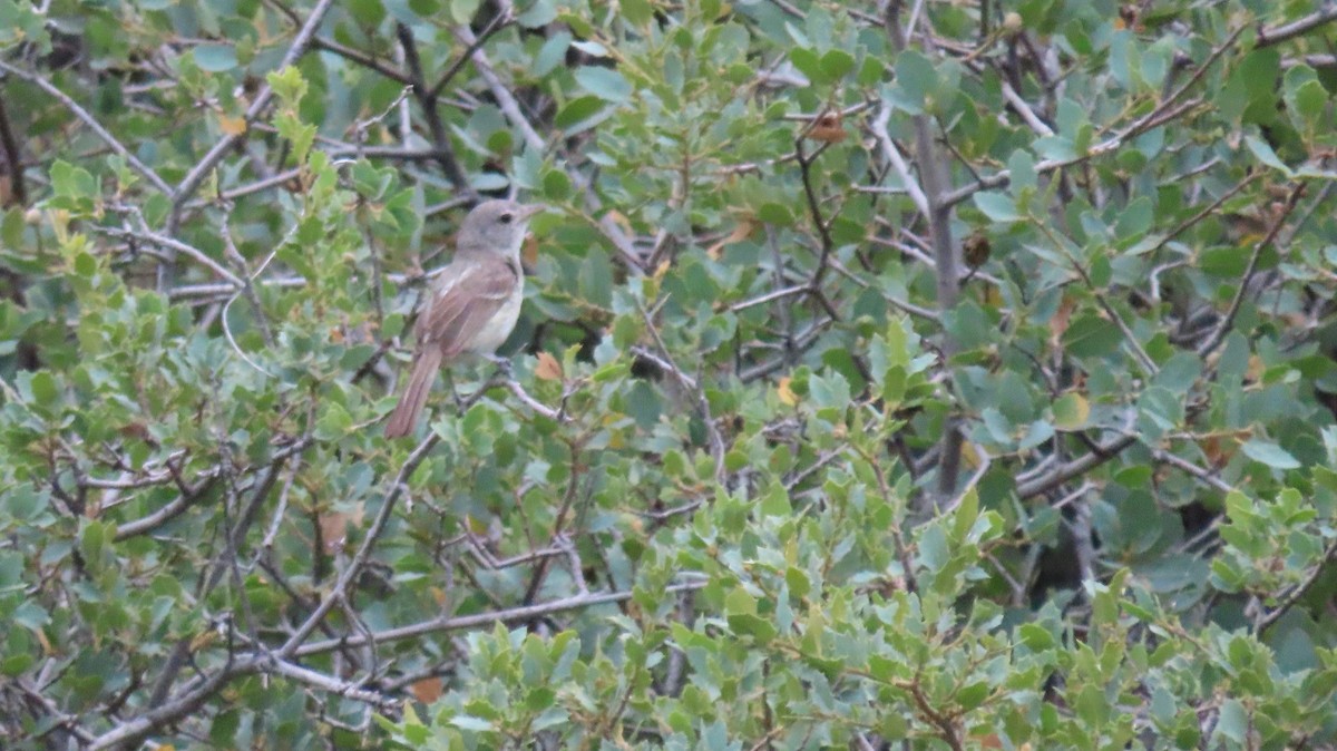 Bell's Vireo - ML620759363