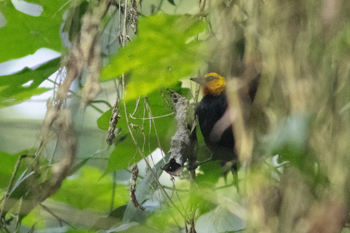 Black-billed Weaver - ML620759364