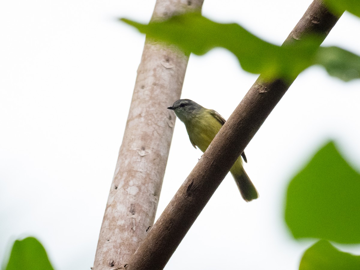 Yellow-crowned Tyrannulet - ML620759365