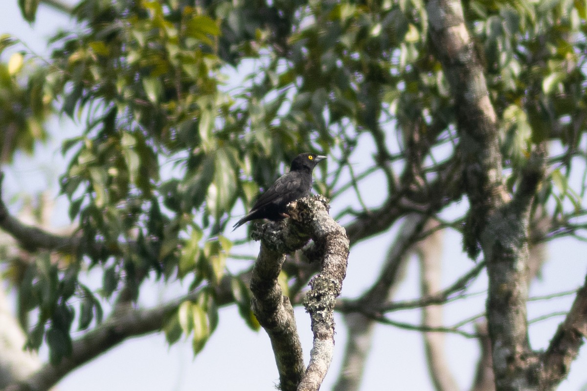 Vieillot's Black Weaver - ML620759366