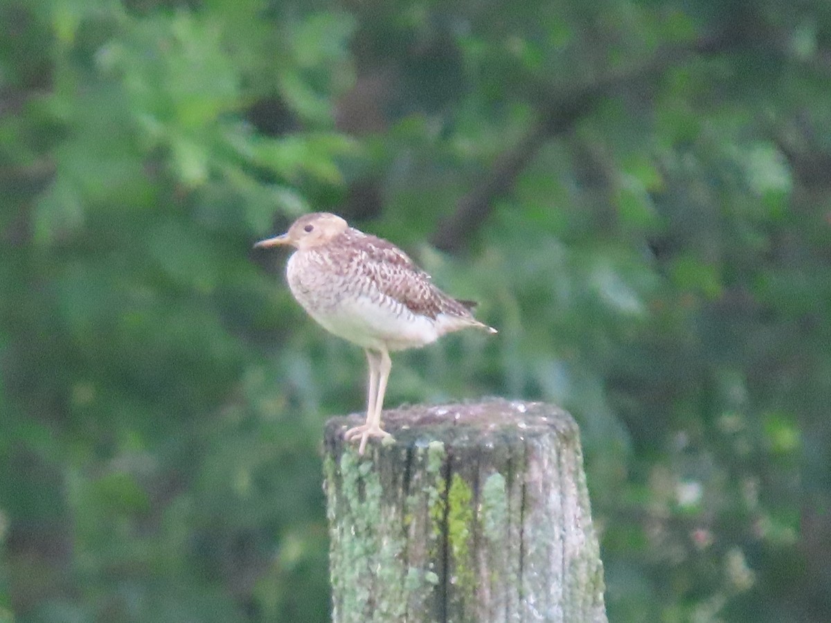 Upland Sandpiper - ML620759375